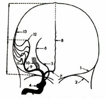 Phân bố động mạch não trước và giữa trên phim chụp thẳng.