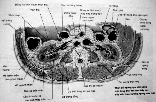Thiết đồ cắt ngang qua thận