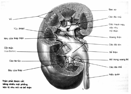 Thiết đồ mặt cắt dọc thận