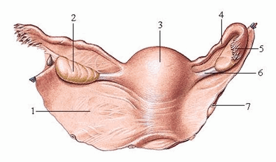 Buồng trứng và tử cung (nhìn từ sau)