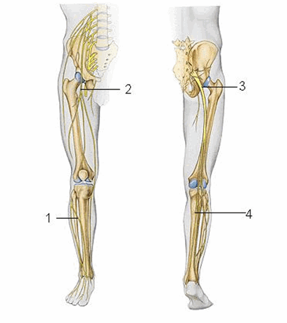 Các dây thần kinh chi dưới