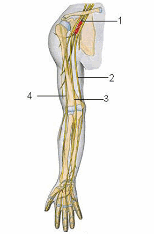 Các dây thần kinh chi trên