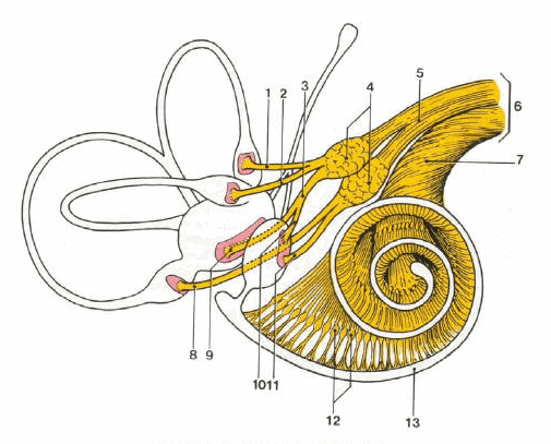 Dây thần kinh tiền đình ốc tai