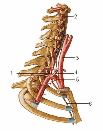 Động mạch dưới đòn