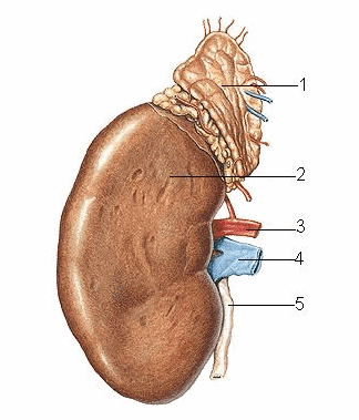 Hình thể ngoài của thận