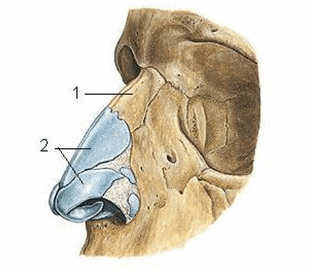 Khung xương sụn của mũi ngoài