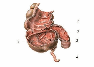 Manh tràng và ruột thừa