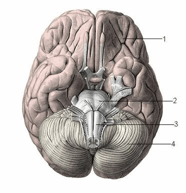 Mặt dưới đại não