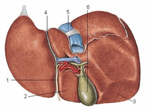 Mặt tạng của gan