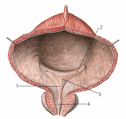 Mặt trong bàng quang