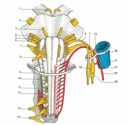 Nguyên uỷ của các dây thần kinh sọ