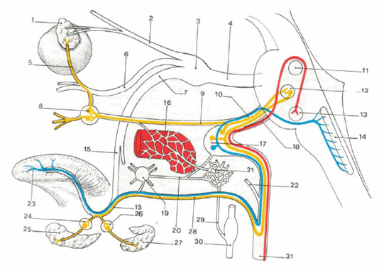 Sơ đồ dây thần kinh mặt