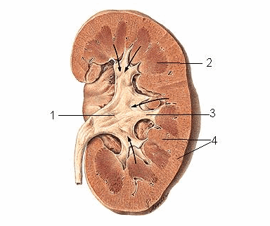 Thiết đồ đứng dọc qua bể thận