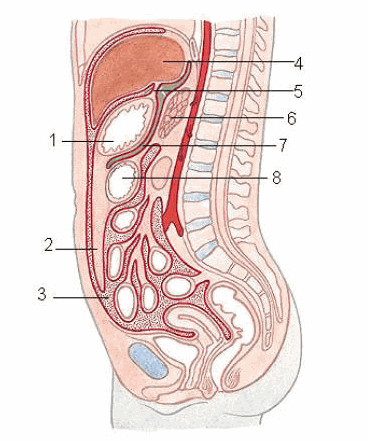 Thiết đồ đứng dọc qua ổ bụng
