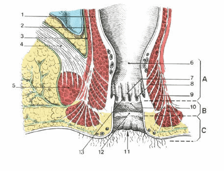 Trực tràng và hậu môn