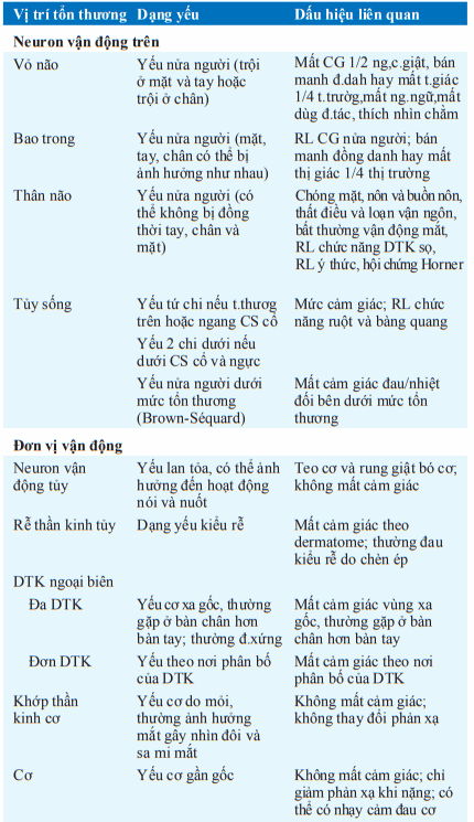 Biểu hiện yếu nửa người theo vùng