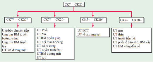 Xét nghiệm CK7 và CK 20