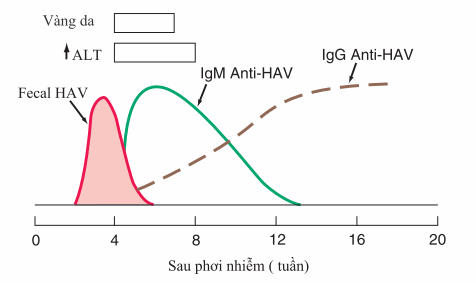 Xét nghiệm viêm gan A