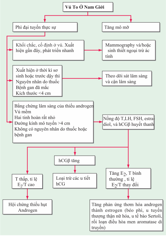 Đánh giá chứng vú to ở nam
