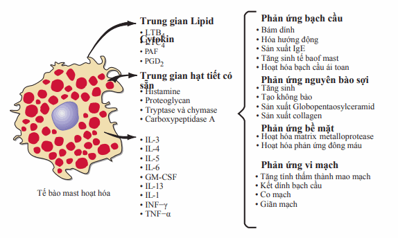 Hoạt tính trung gian sinh học