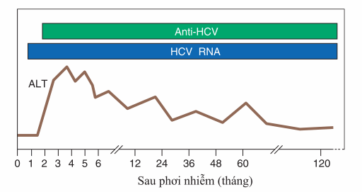 Xét nghiệm viêm gan C