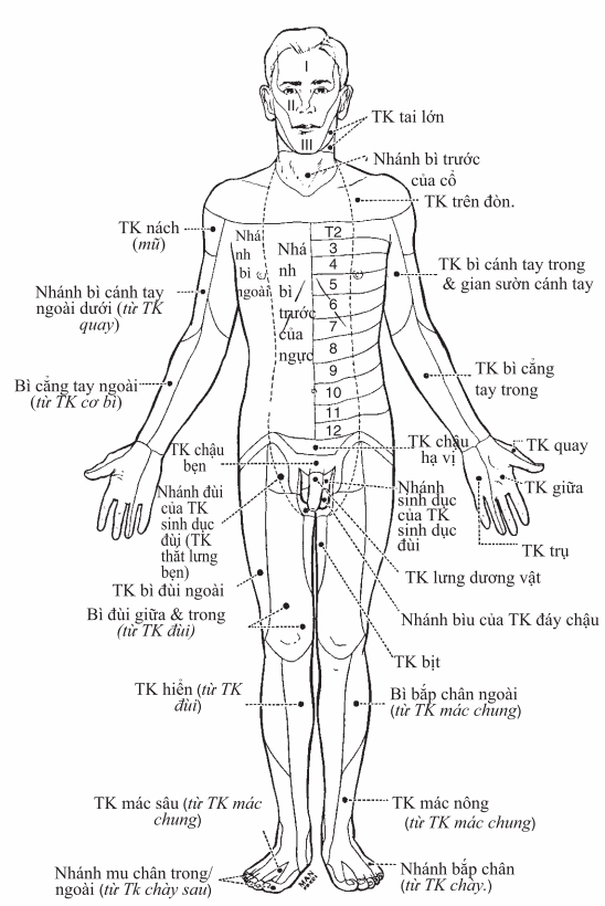 Vùng da chi phối của thần kinh ngoại biên