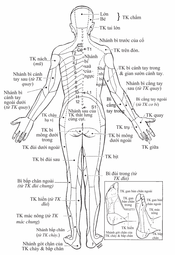 Vùng da chi phối của thần kinh ngoại biên
