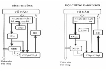 Ðường dẫn truyền trực tiếp và gián tiếp của hạch nền