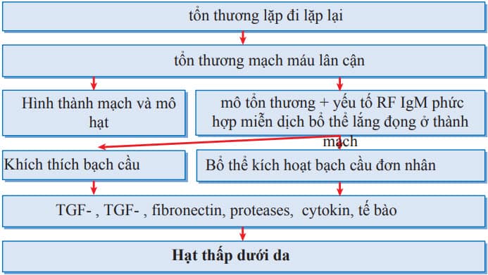 Cơ chế hình thành hạt thấp dưới da