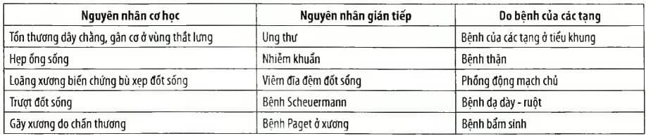 Nguyên nhân gây đau cột sóng thắt lưng