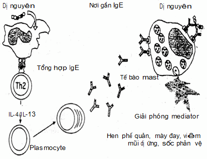 Cơ chế sốc phản vệ (cơ chế dị ứng typ I)