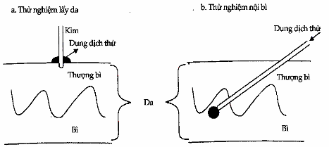 Các thử nghiệm bì. (a) Thử nghiệm lẩy; (b) Thử nghiệm nội bì