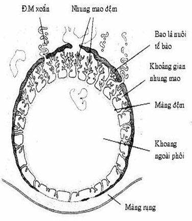 Sơ đồ phôi người ở đầu tháng thứ hai.