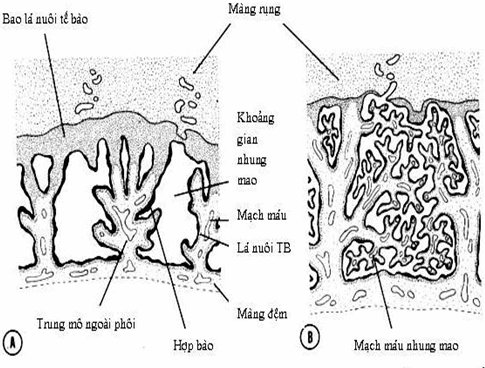 Sơ đồ cấu trúc nhung mao ở giai đoạn phát triển khác nhau.
