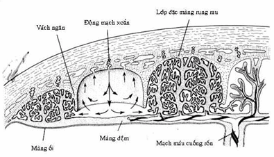 Sơ đồ rau thai ở nửa sau của thời kỳ.