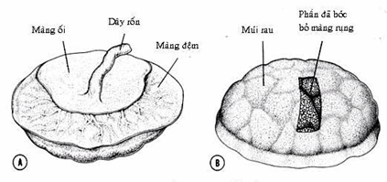 Sơ đồ rau phát triển đầy đủ.