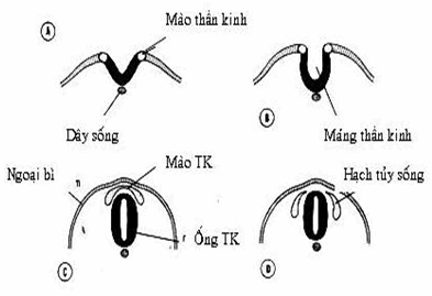 Quá trình hình thành của ống thần kinh