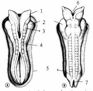 Mặt sau của phôi người.