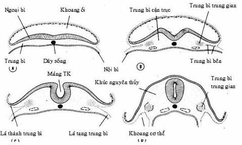 Sự phát triển của trung bì