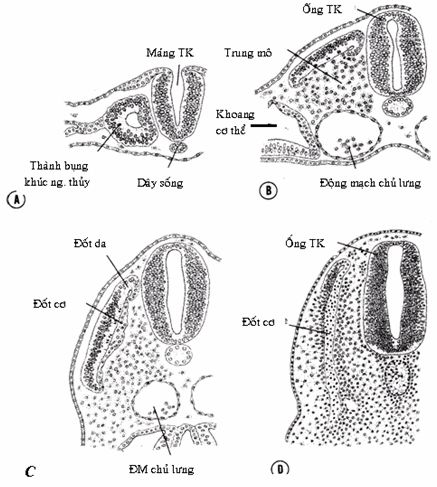 Các giai đoạn phát triển kế tiếp của khúc nguyên thủy