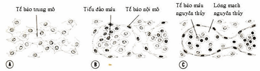 Các giai đoạn của quá trình hình thành mạch