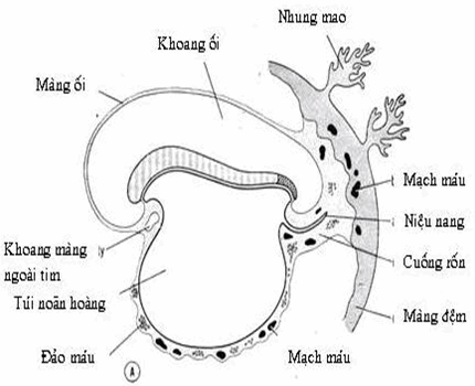 Sự hình thành mạch máu ngoài phôi.