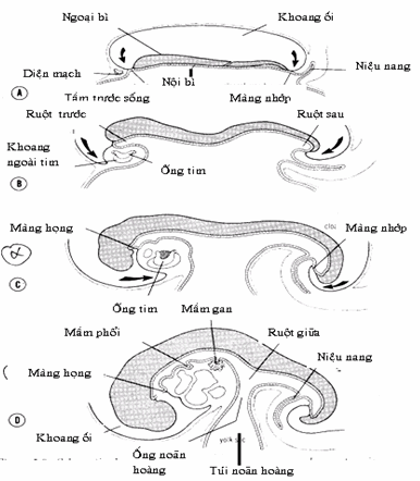 Sơ đồ cắt đường dọc giữa của phôi