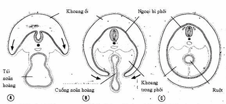 Những thay đổi của phôi khi xẩy ra quá trình gấp nếp ở hai bên sườn phôi