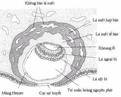 Phôi nang ngày thứ chín