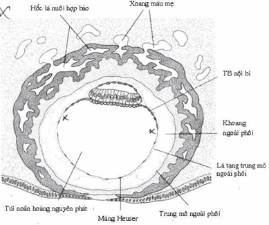 Phôi nang người ngày thứ 12