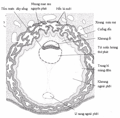 Phôi nang ngày thứ 13