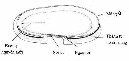 Đĩa phôi cuối tuần thứ hai