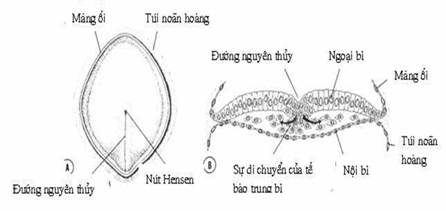 A. Mặt sau của phôi 16 ngày; B. Sơ đồ cắt ngang qua vùng đường nguyên bào