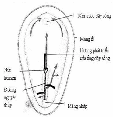 Mặt sau của đĩa phôi